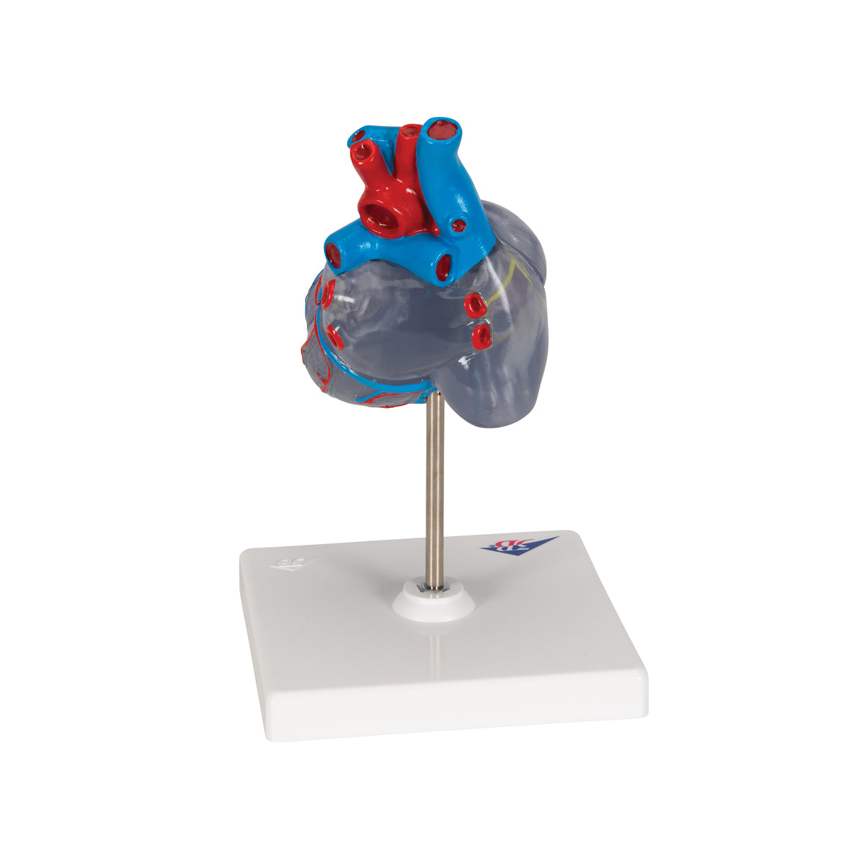 Classic Human Heart Model with Conducting System, 2 part
