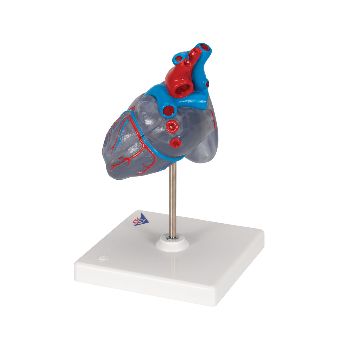 Classic Human Heart Model with Conducting System, 2 part