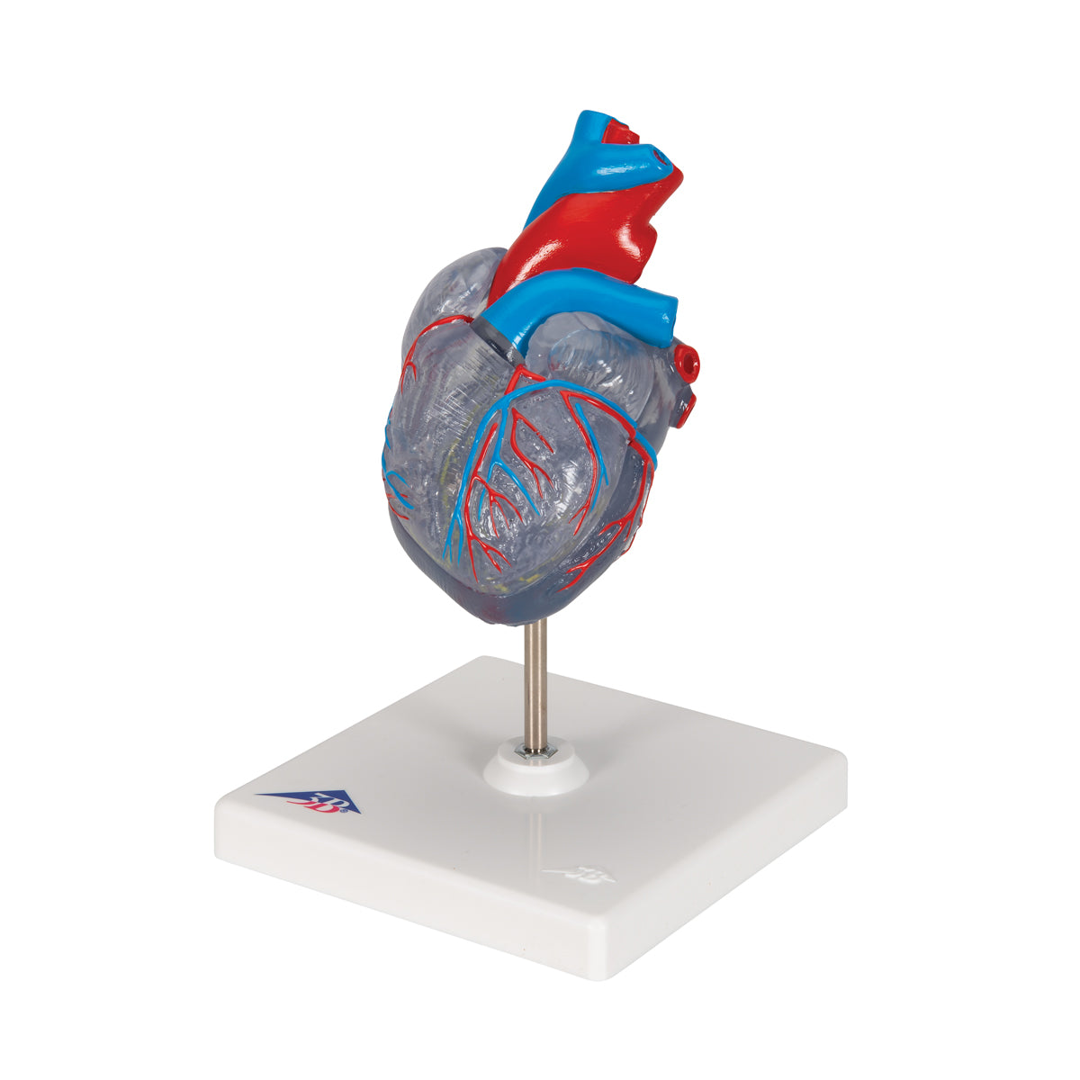 Classic Human Heart Model with Conducting System, 2 part