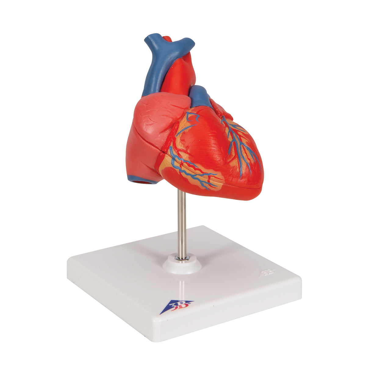 Classic Human Heart Model, 2 part