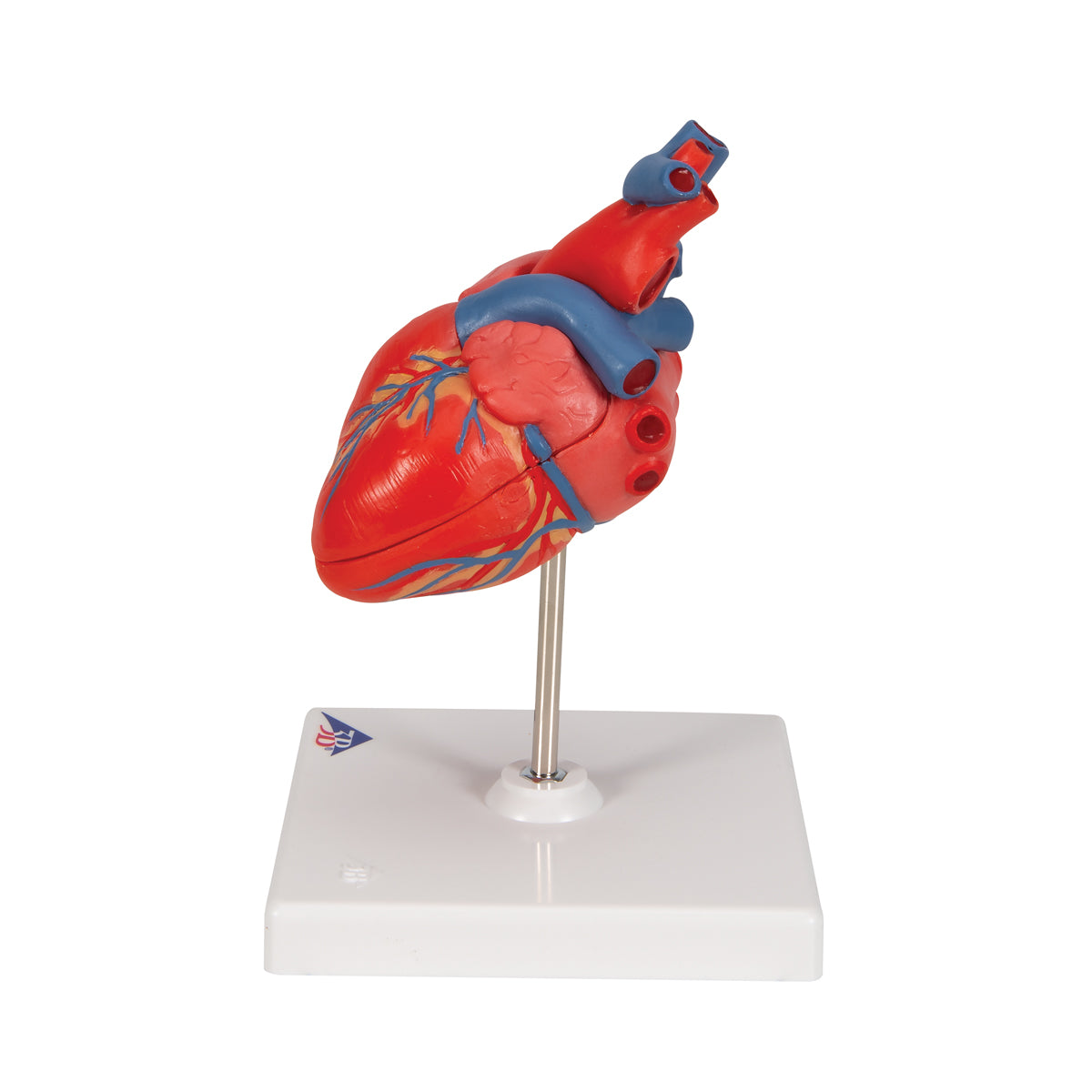 Classic Human Heart Model, 2 part