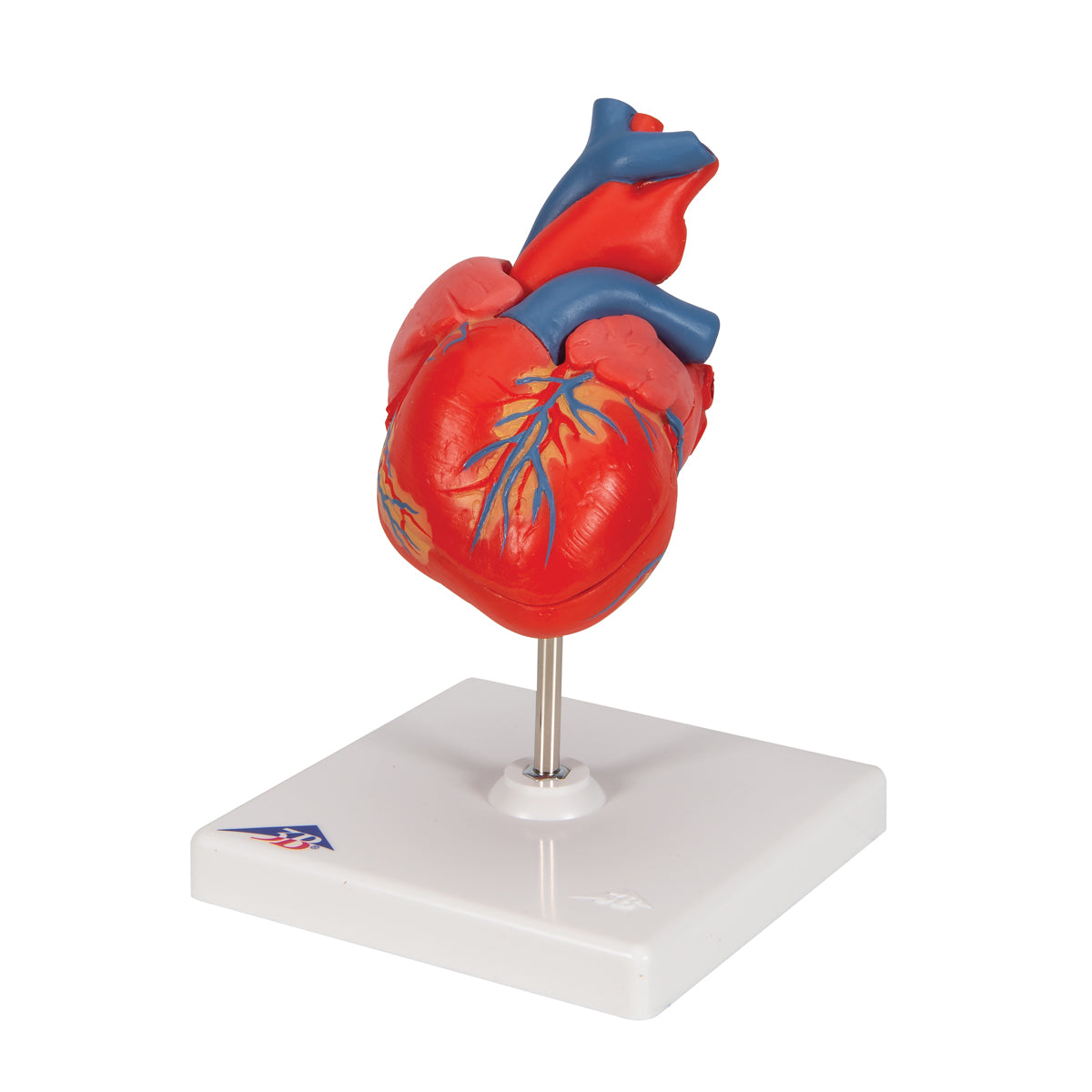 Classic Human Heart Model, 2 part