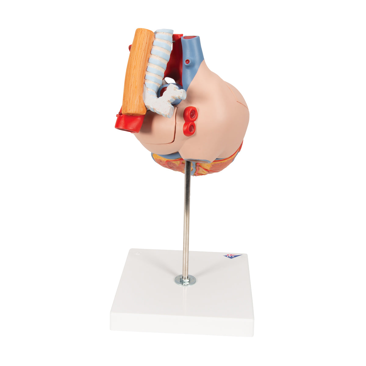 Human Heart Model with Esophagus and Trachea, 2 times Life-Size, 5 part