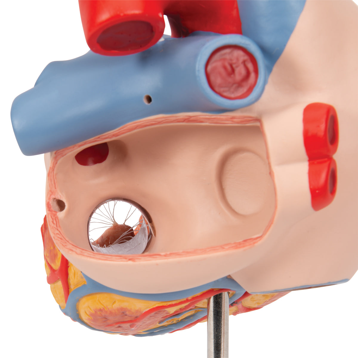 Human Heart Model with Esophagus and Trachea, 2 times Life-Size, 5 part