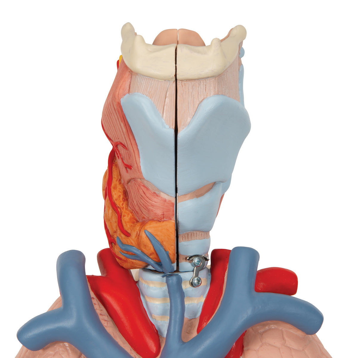 Human Lung Model with Larynx, 7 part