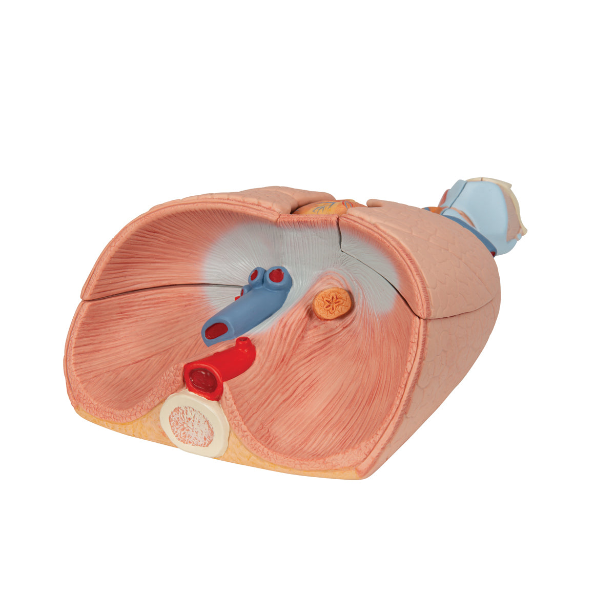 Human Lung Model with Larynx, 7 part