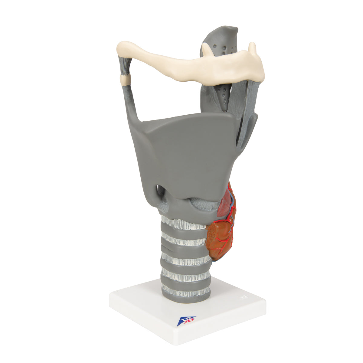 Functional Larynx Model, 2.5 times Full-Size