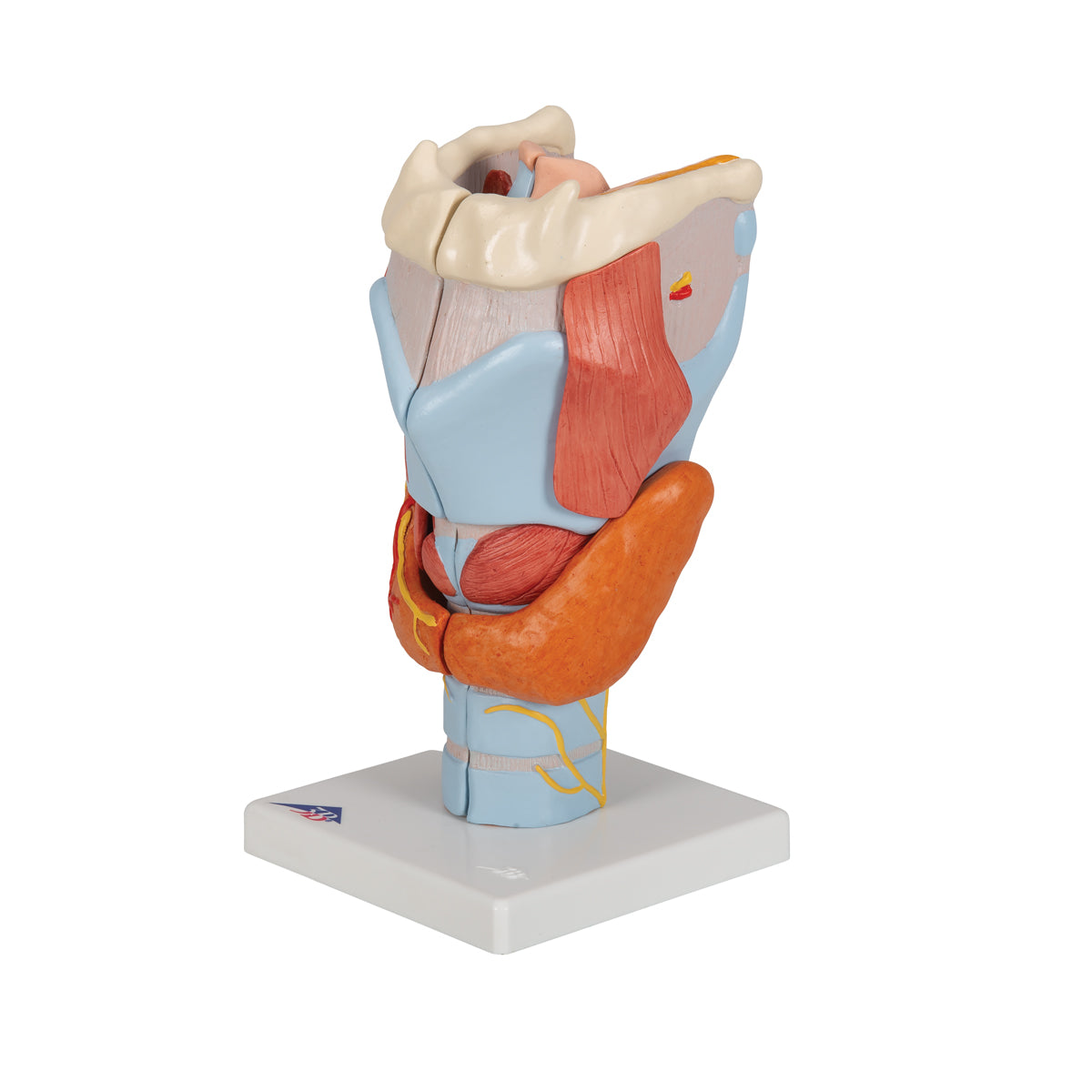 Human Larynx Model, 2 times Full-Size, 7 part