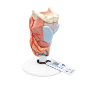 Human Circulatory System Model