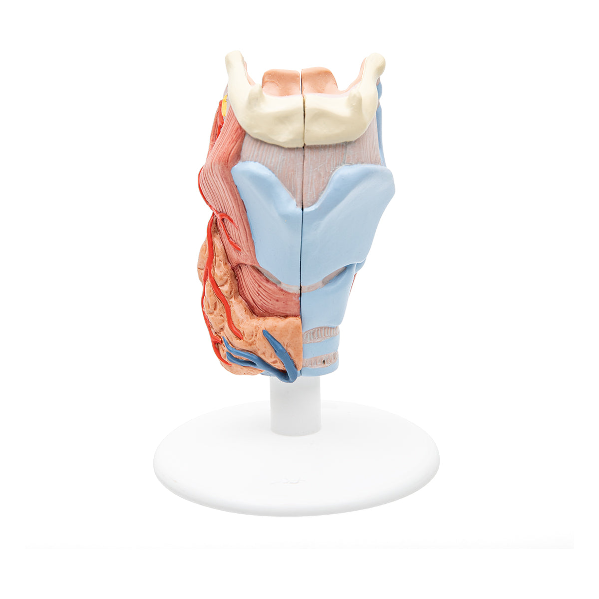 Human Circulatory System Model