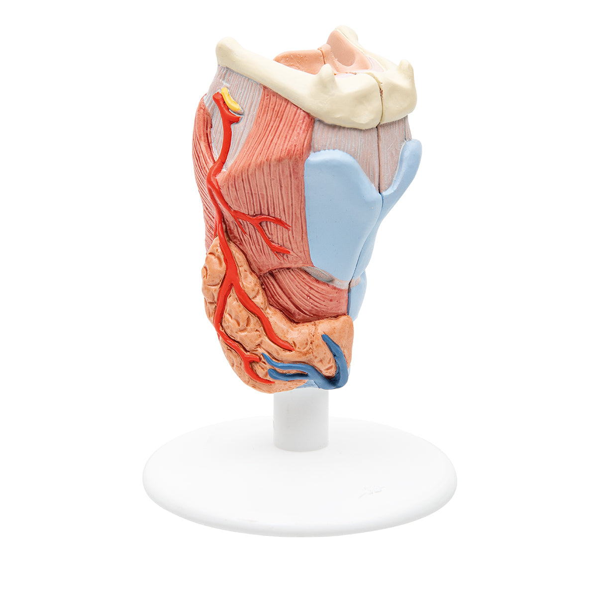 Human Circulatory System Model