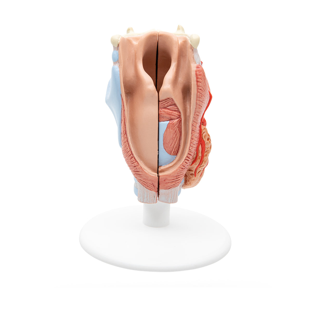 Human Circulatory System Model