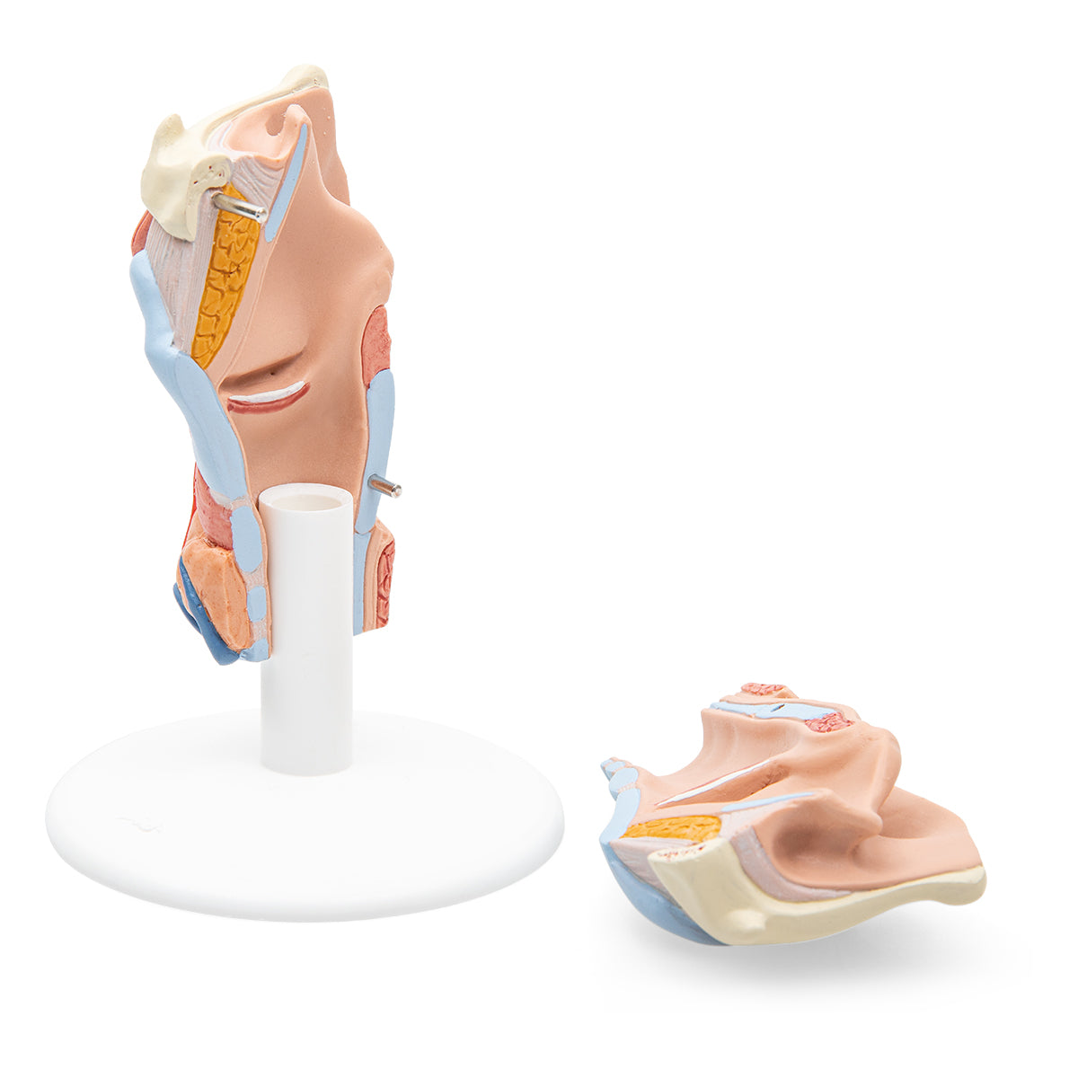 Human Circulatory System Model