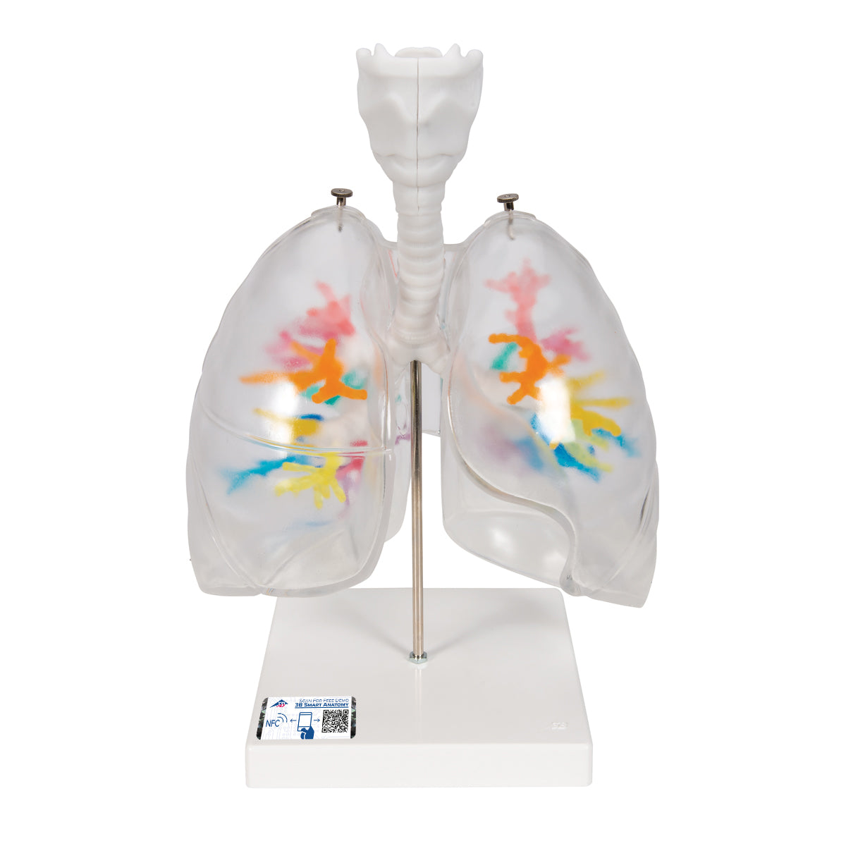 CT Bronchial Tree Model with Larynx & Transparent Lungs