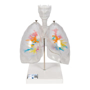 CT Bronchial Tree Model with Larynx & Transparent Lungs