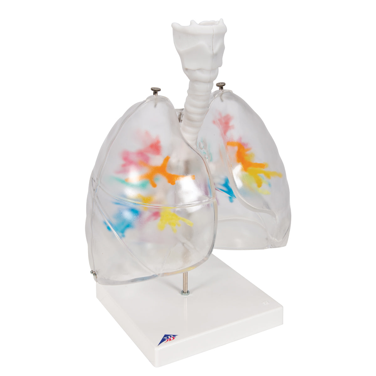 CT Bronchial Tree Model with Larynx & Transparent Lungs