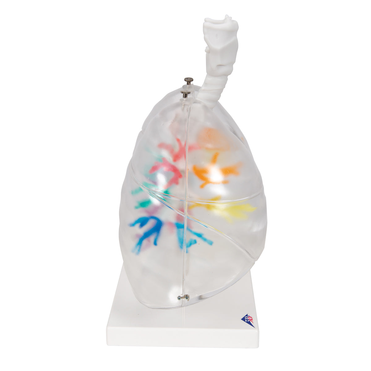 CT Bronchial Tree Model with Larynx & Transparent Lungs