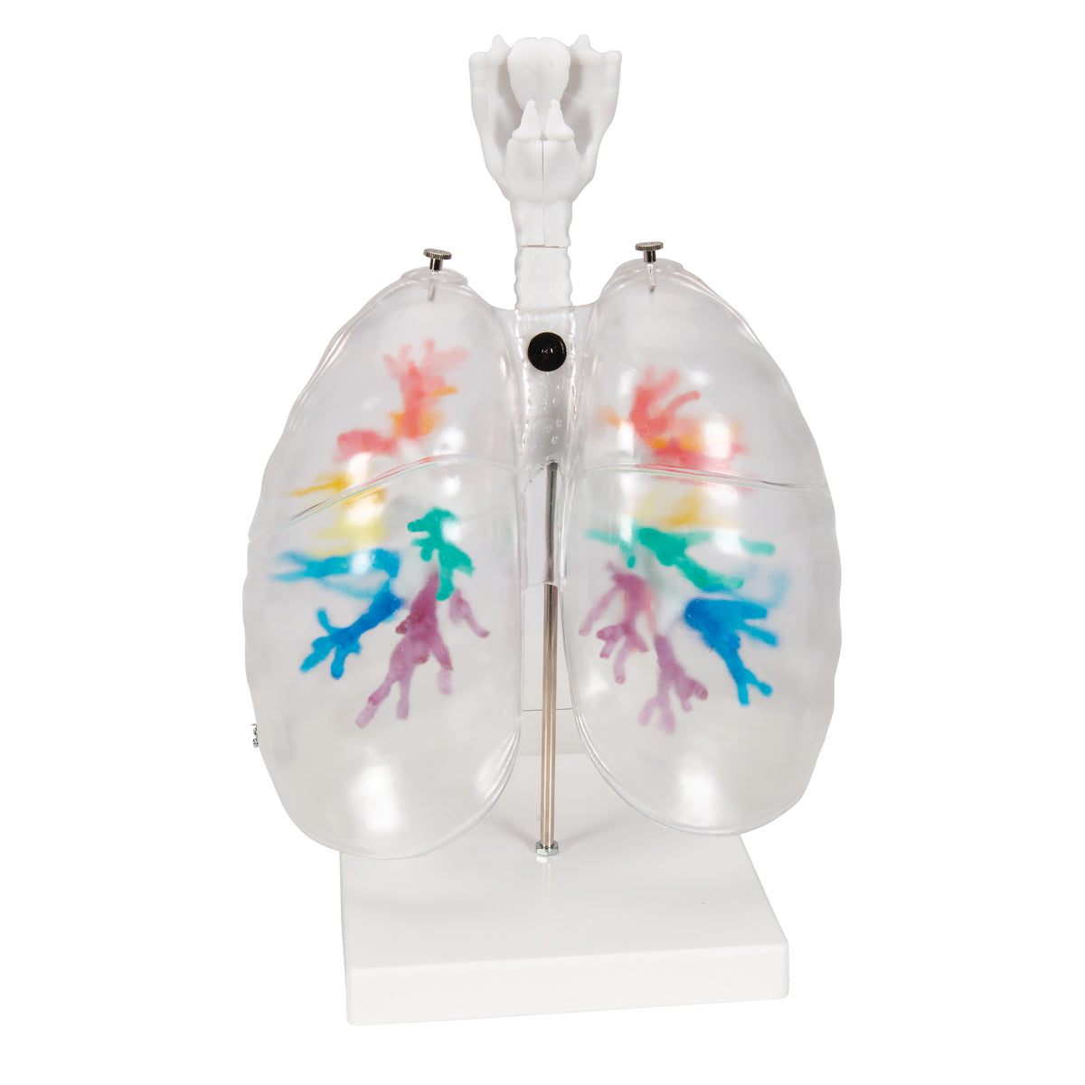CT Bronchial Tree Model with Larynx & Transparent Lungs