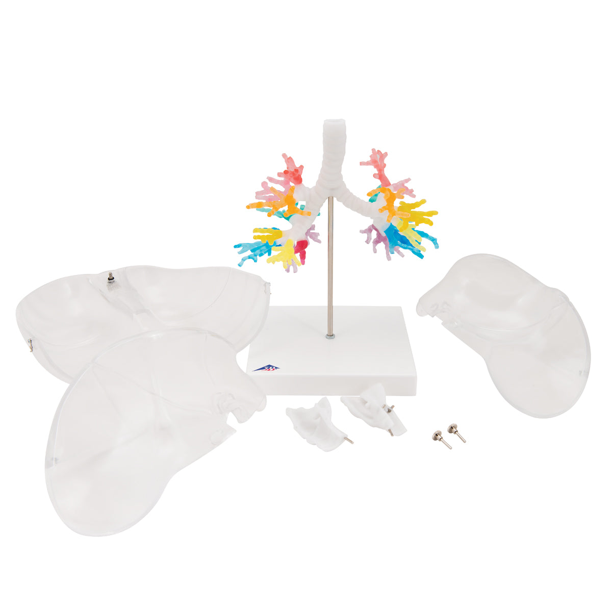 CT Bronchial Tree Model with Larynx & Transparent Lungs