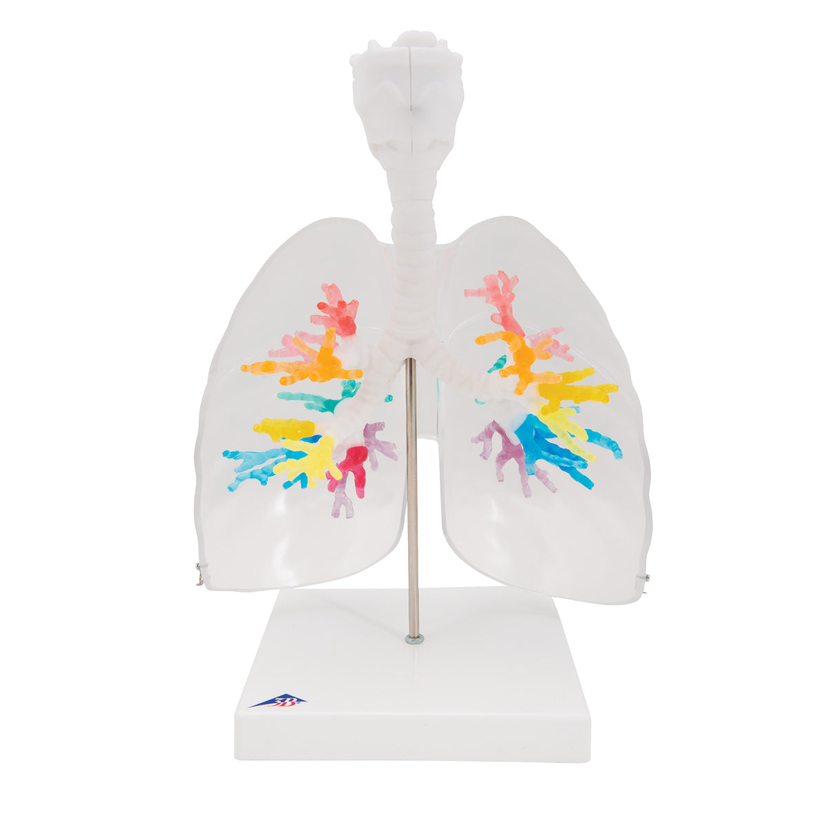 CT Bronchial Tree Model with Larynx & Transparent Lungs