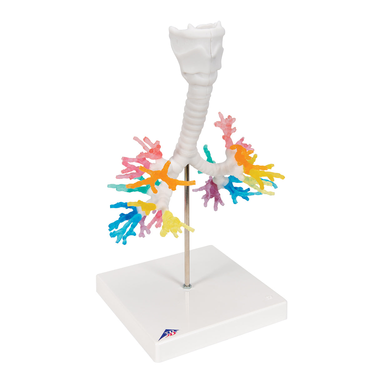 CT Bronchial Tree Model with Larynx
