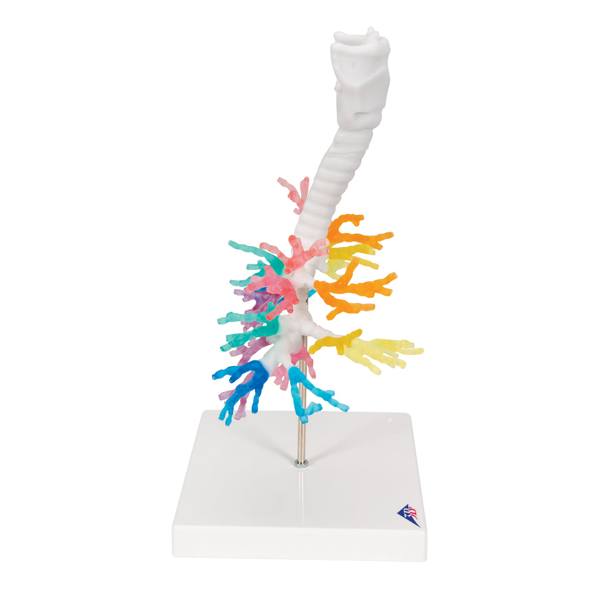 CT Bronchial Tree Model with Larynx