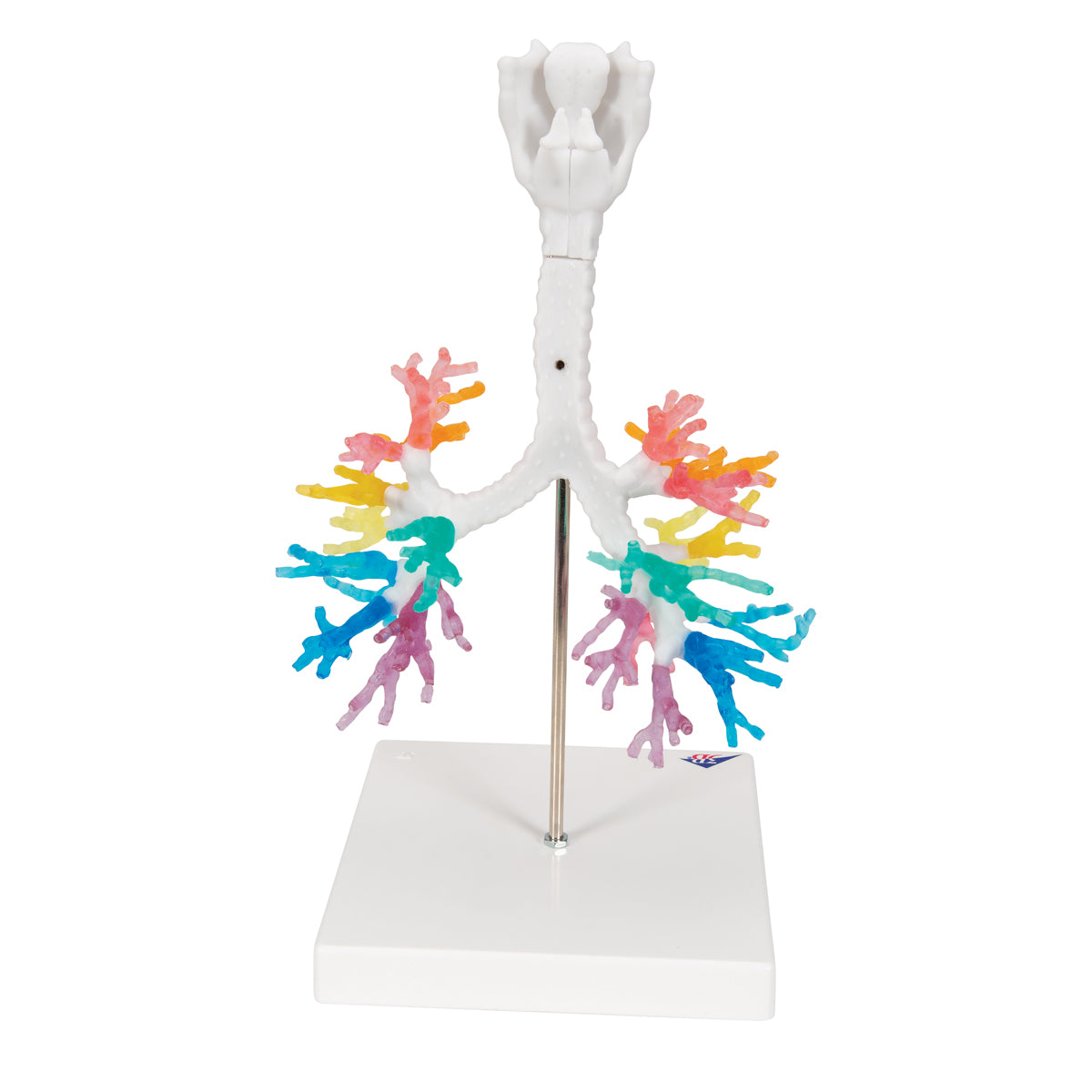 CT Bronchial Tree Model with Larynx