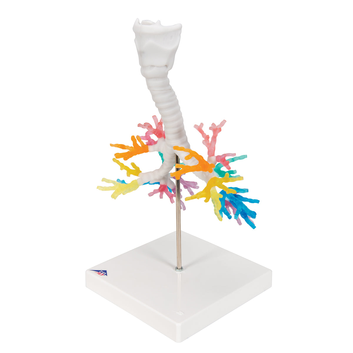 CT Bronchial Tree Model with Larynx