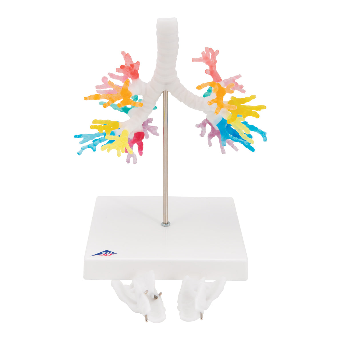 CT Bronchial Tree Model with Larynx