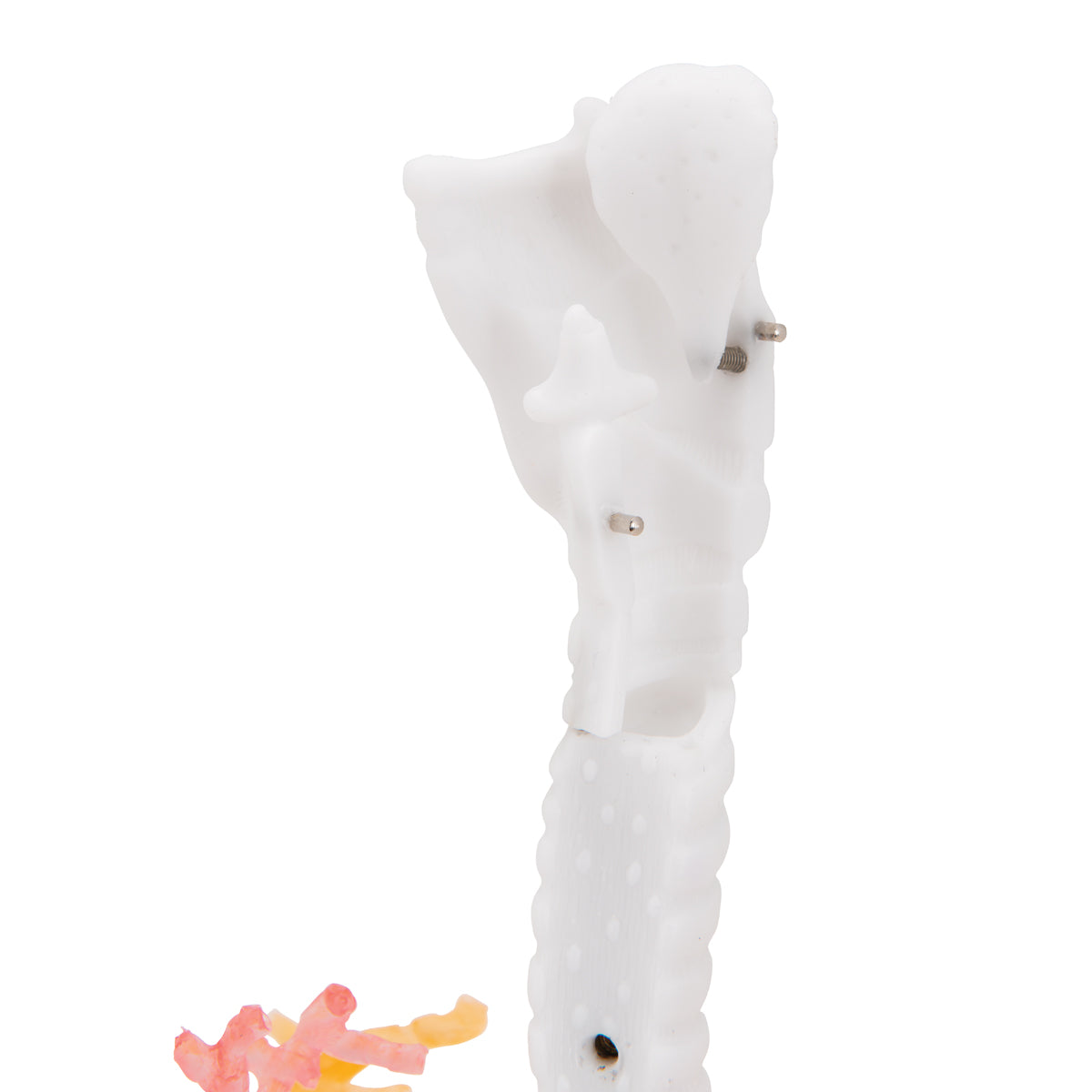 CT Bronchial Tree Model with Larynx