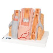 3B MICROanatomy Artery & Vein Model, 14 times Enlarged