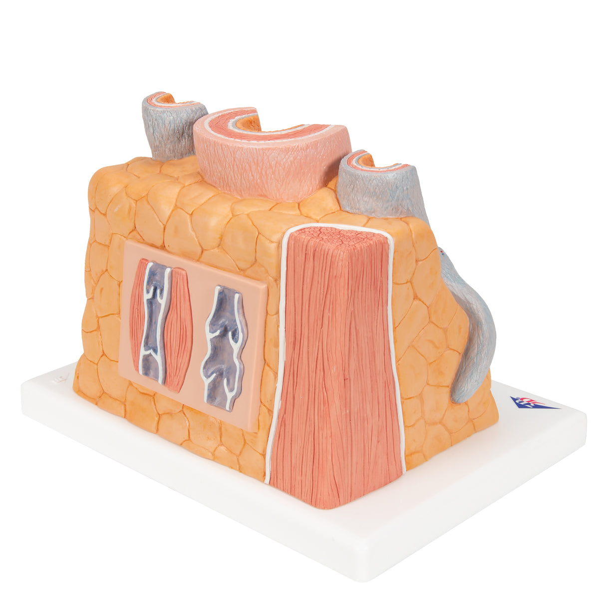 3B MICROanatomy Artery & Vein Model, 14 times Enlarged