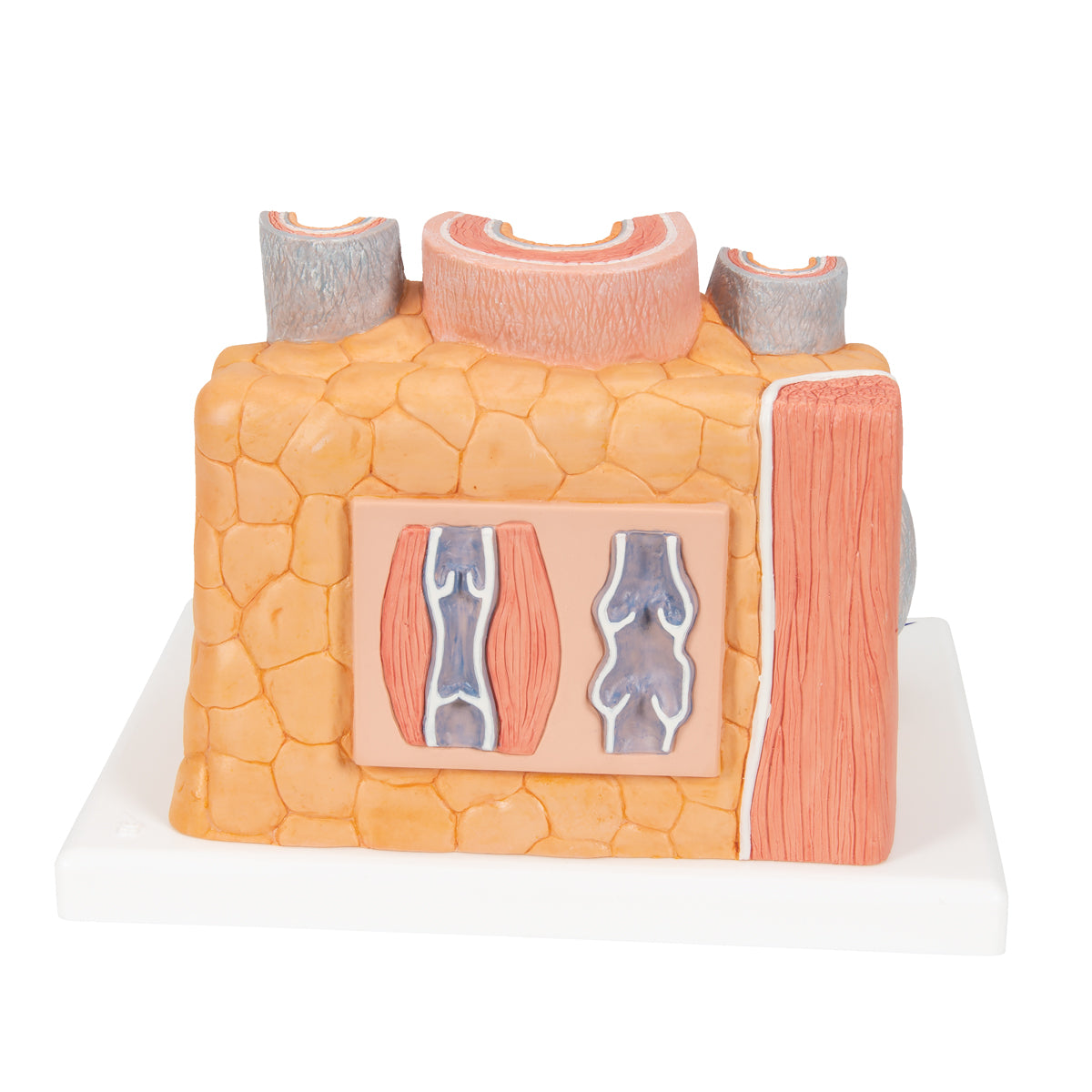 3B MICROanatomy Artery & Vein Model, 14 times Enlarged