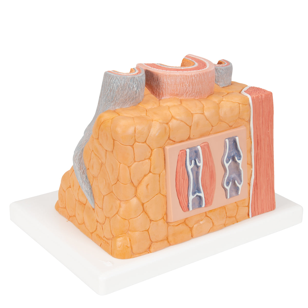 3B MICROanatomy Artery & Vein Model, 14 times Enlarged