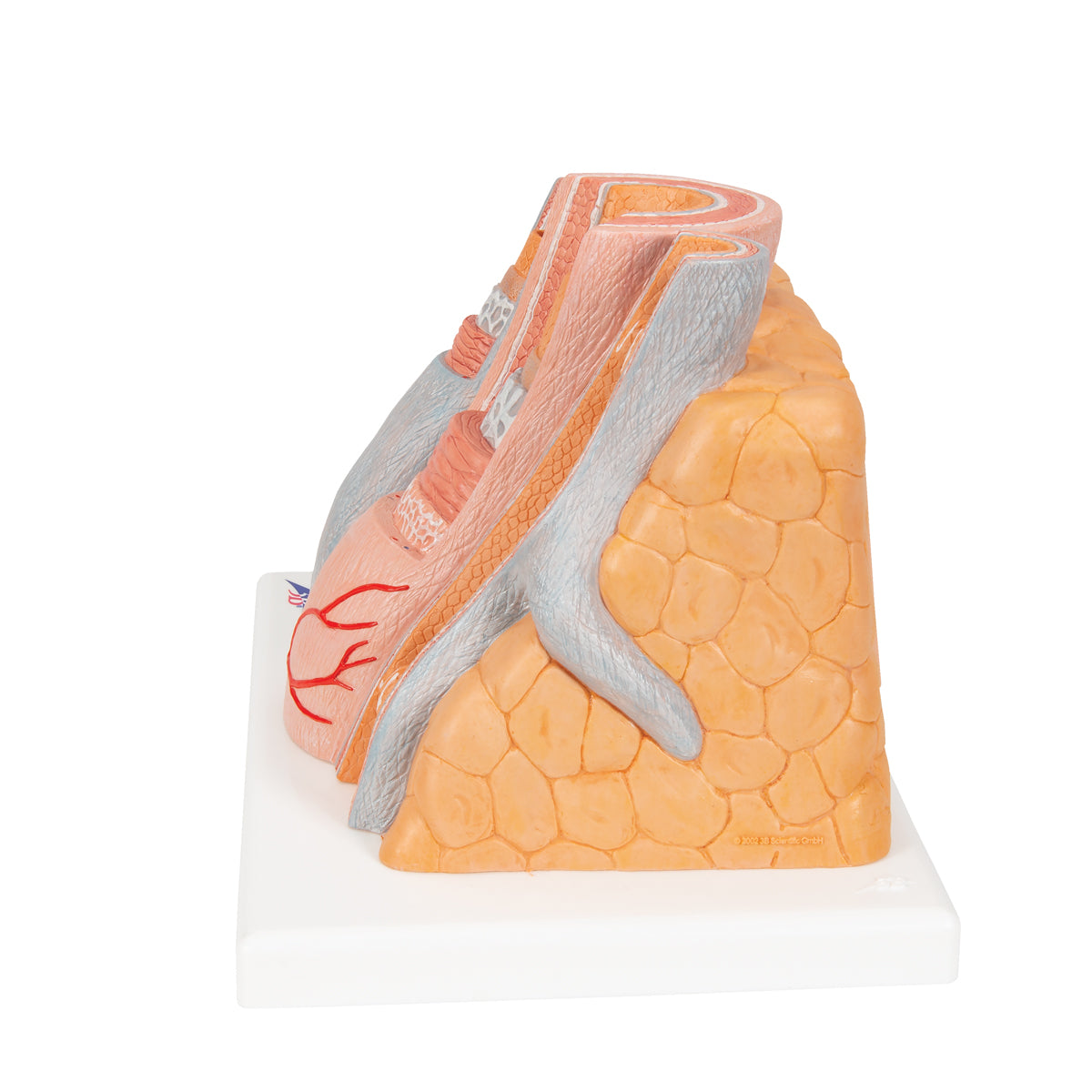 3B MICROanatomy Artery & Vein Model, 14 times Enlarged