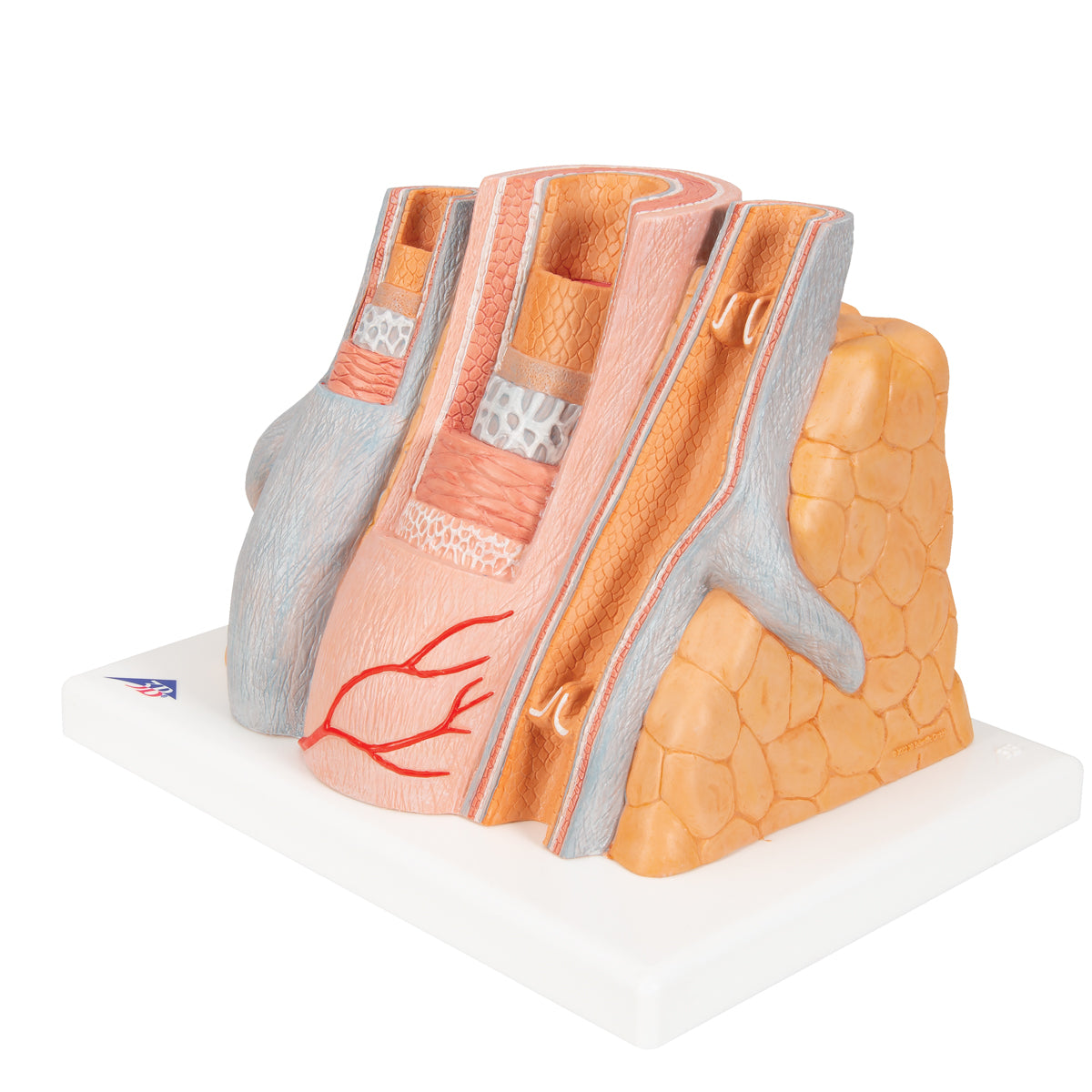 3B MICROanatomy Artery & Vein Model, 14 times Enlarged