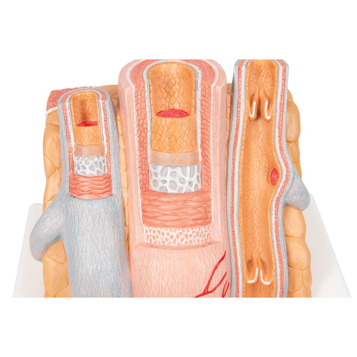 3B MICROanatomy Artery & Vein Model, 14 times Enlarged