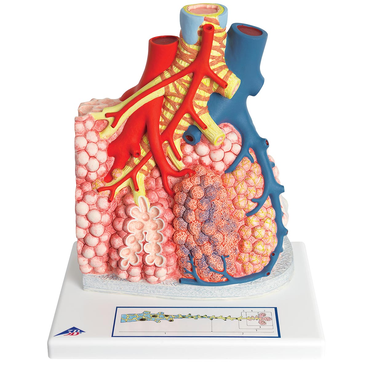 Model of Pulmonary Lobule with Surrounding Blood Vessels, 130 times Magnified