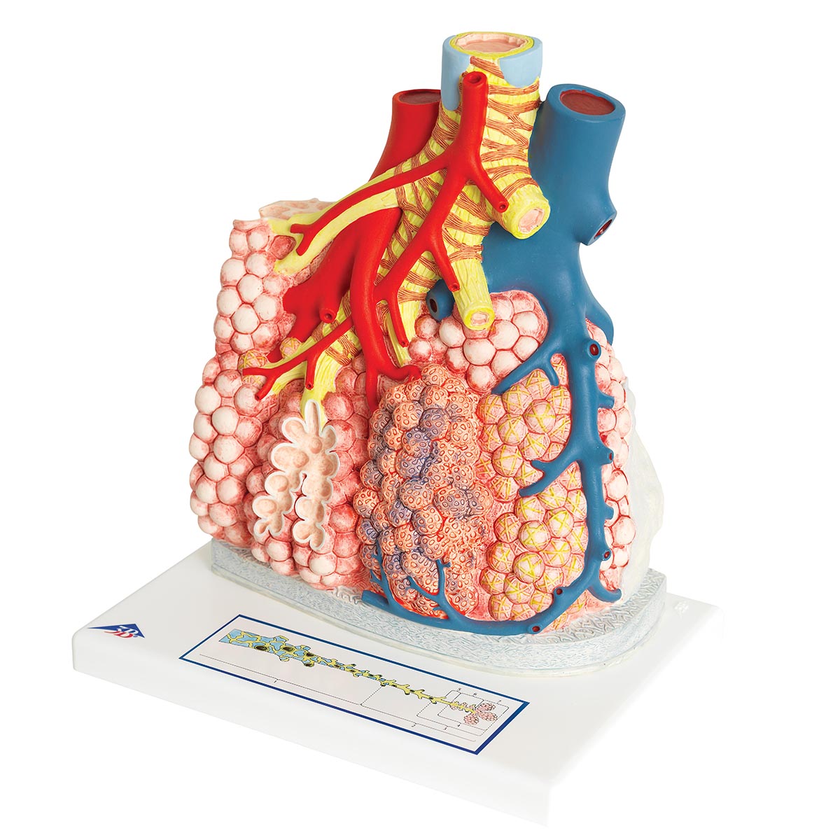 Model of Pulmonary Lobule with Surrounding Blood Vessels, 130 times Magnified