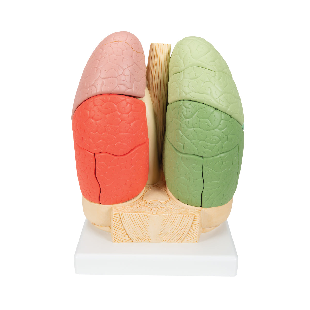 Segmented Lung Model