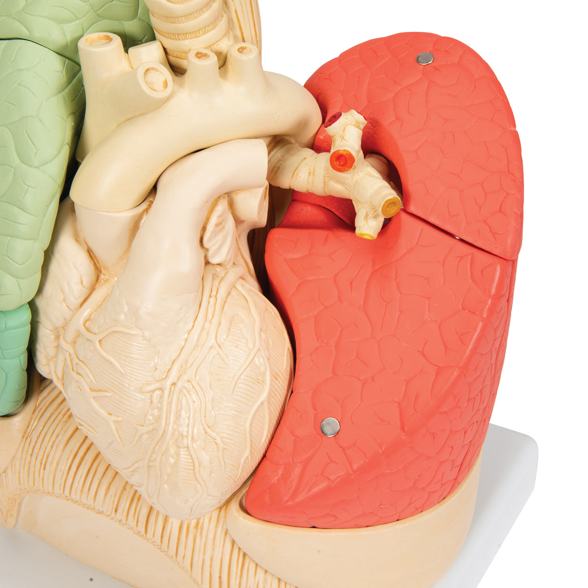 Segmented Lung Model