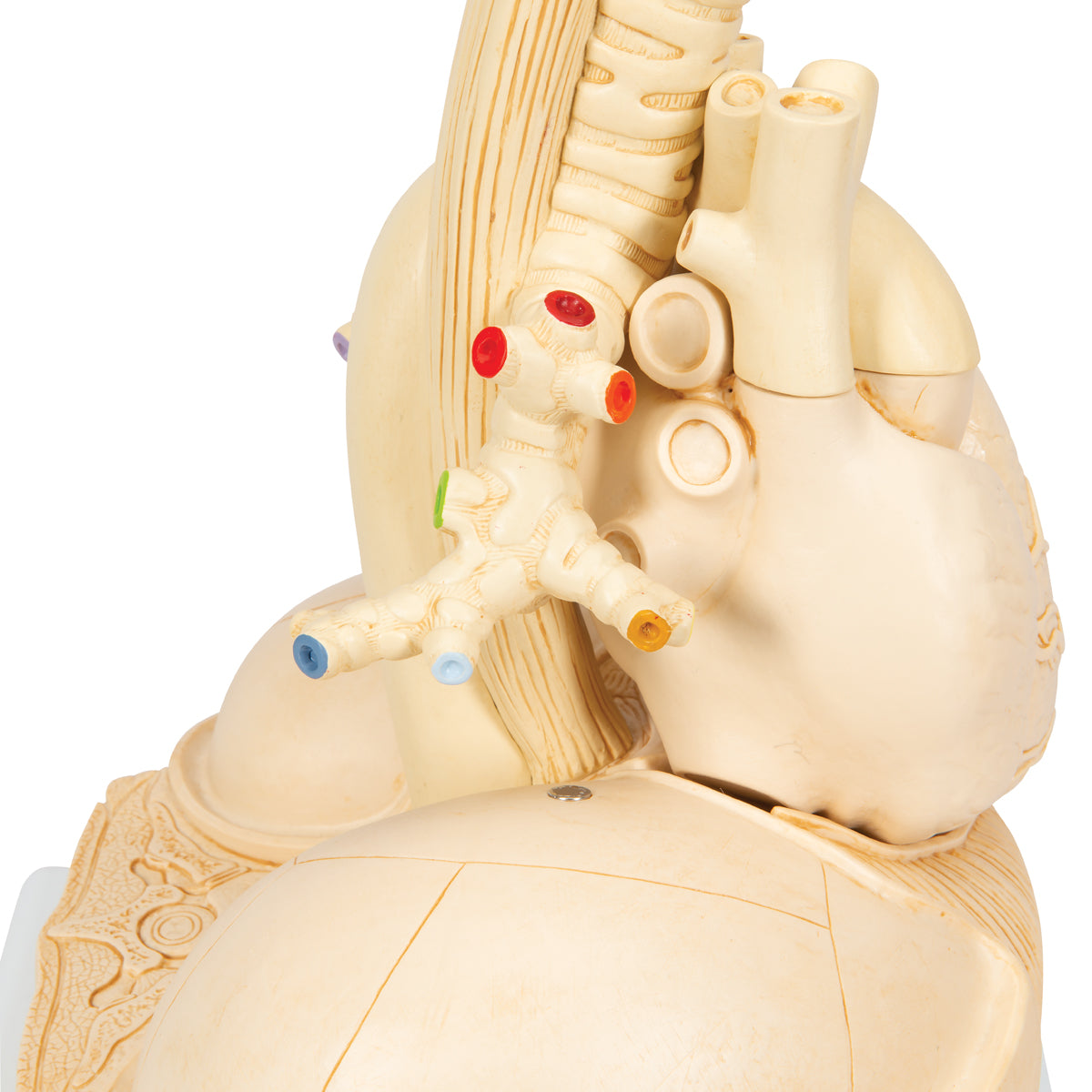 Segmented Lung Model