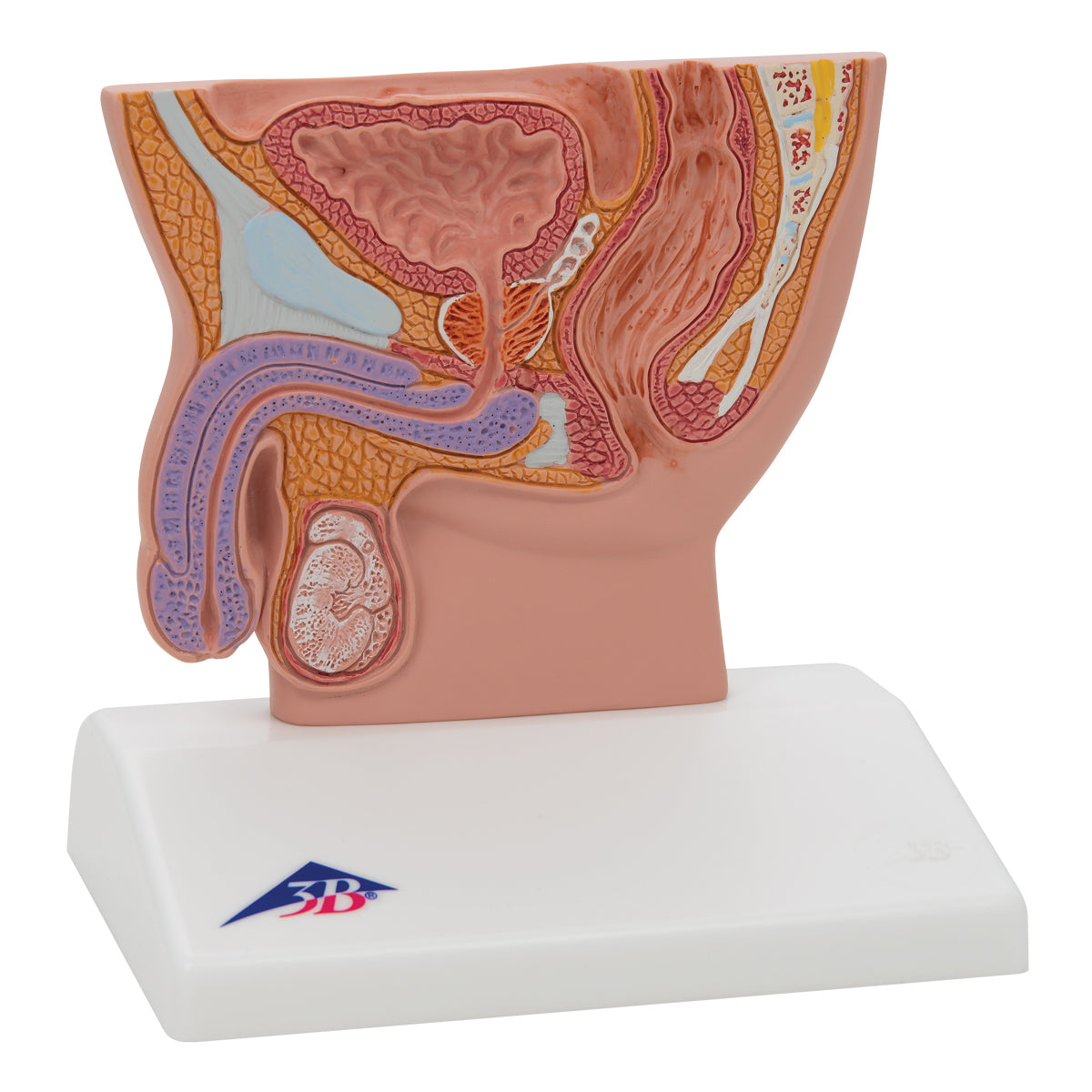 Male Pelvis Model in Median Section, 1/2 Life-Size