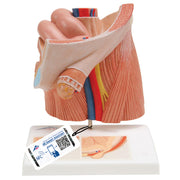 Inguinal Hernia Urology Model