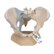 Female Pelvis Skeleton Model with Ligaments, 3 part