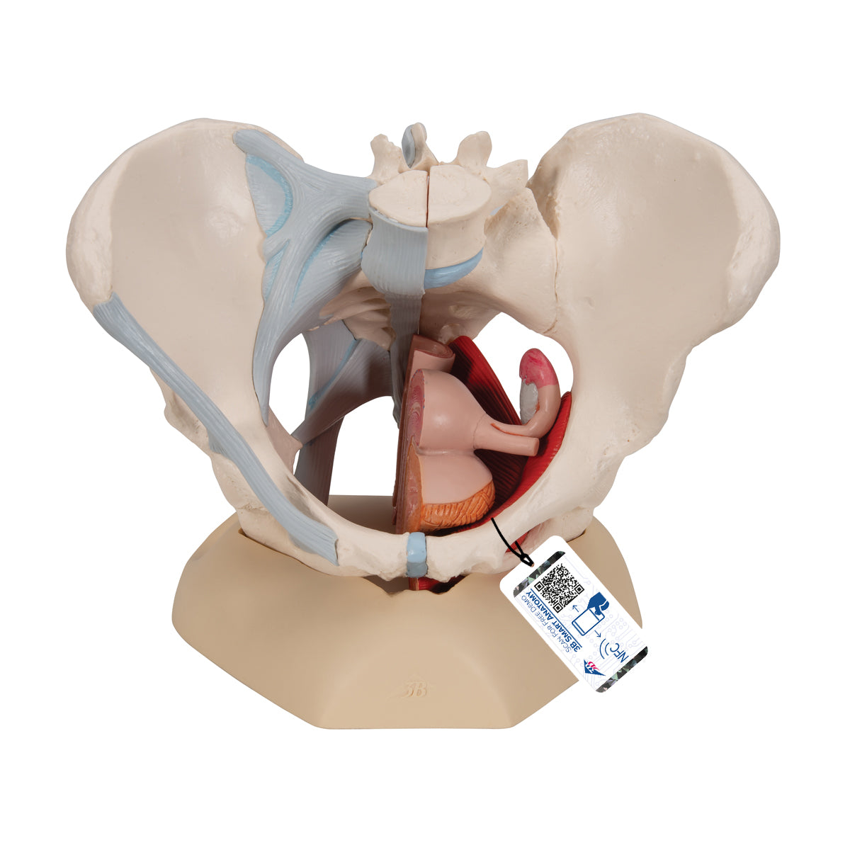 Female Pelvis Skeleton Model with Ligaments, Muscles & Organs, 4 part