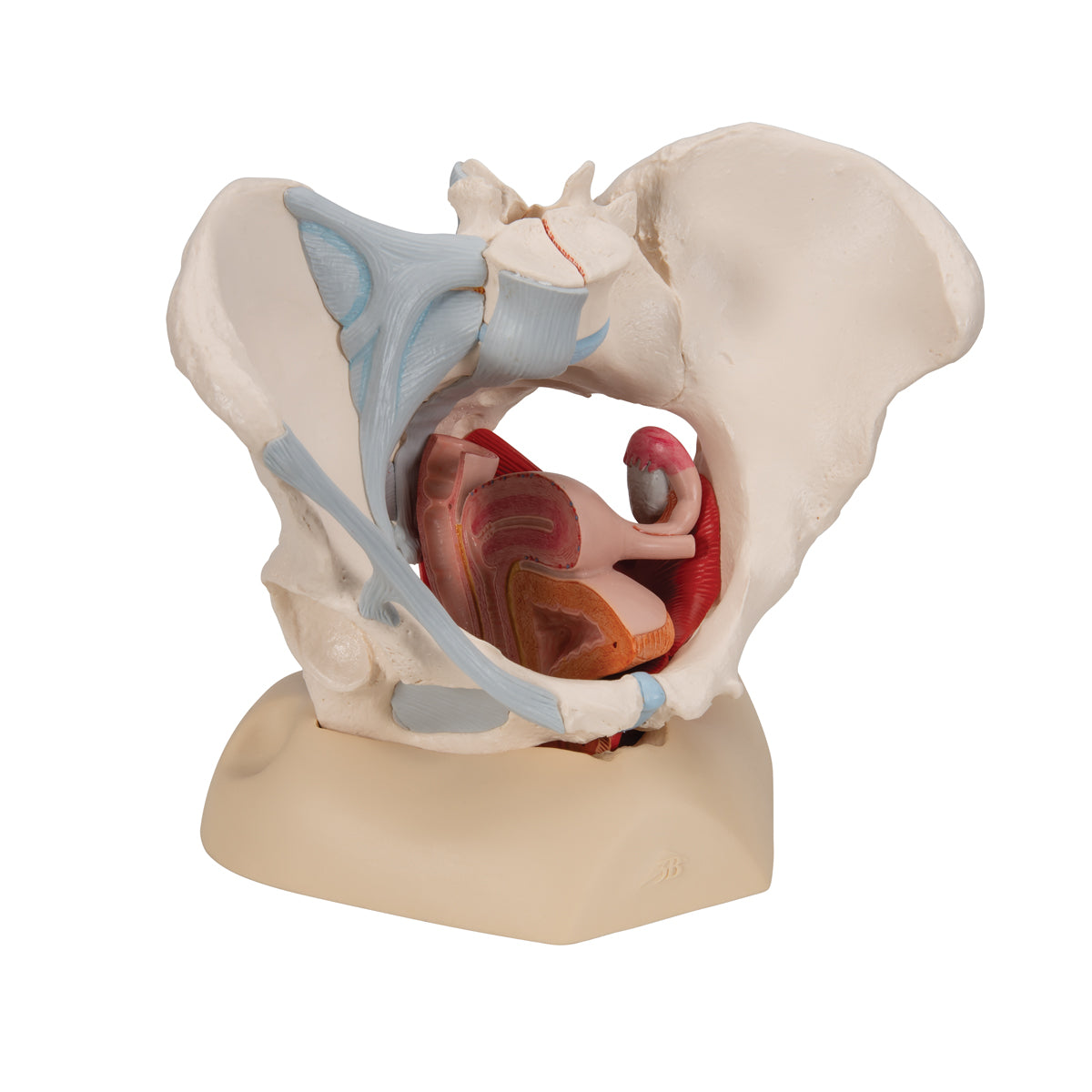 Female Pelvis Skeleton Model with Ligaments, Muscles & Organs, 4 part