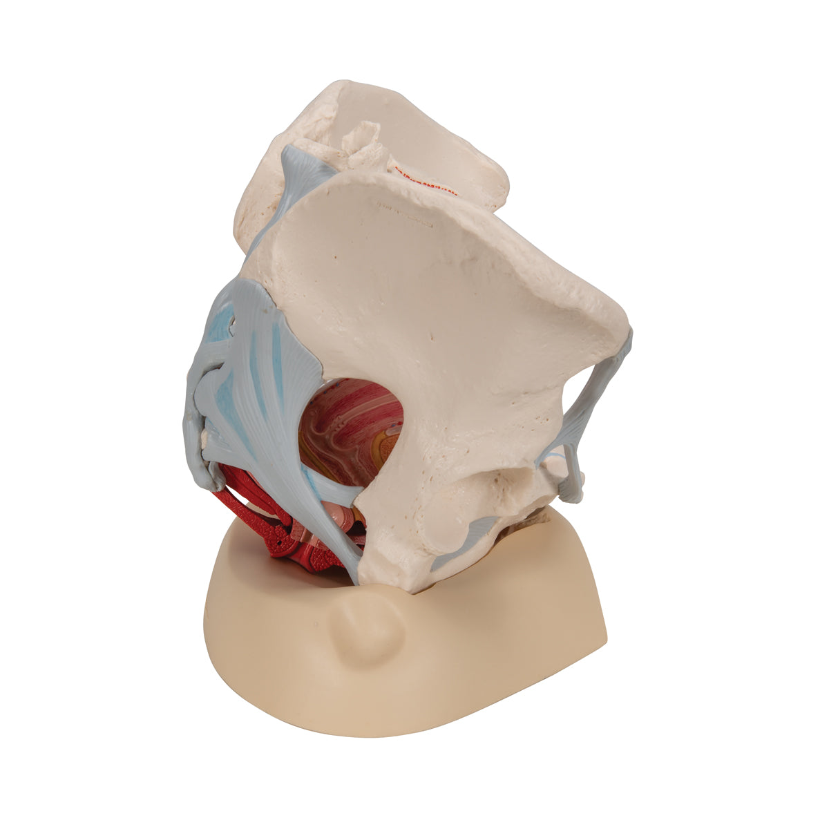 Female Pelvis Skeleton Model with Ligaments, Muscles & Organs, 4 part