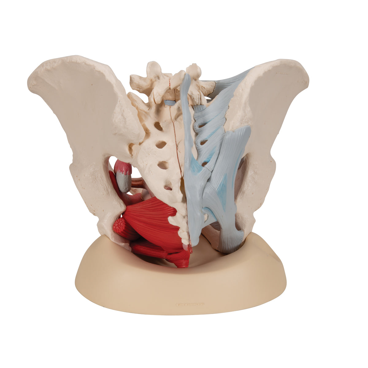 Female Pelvis Skeleton Model with Ligaments, Muscles & Organs, 4 part