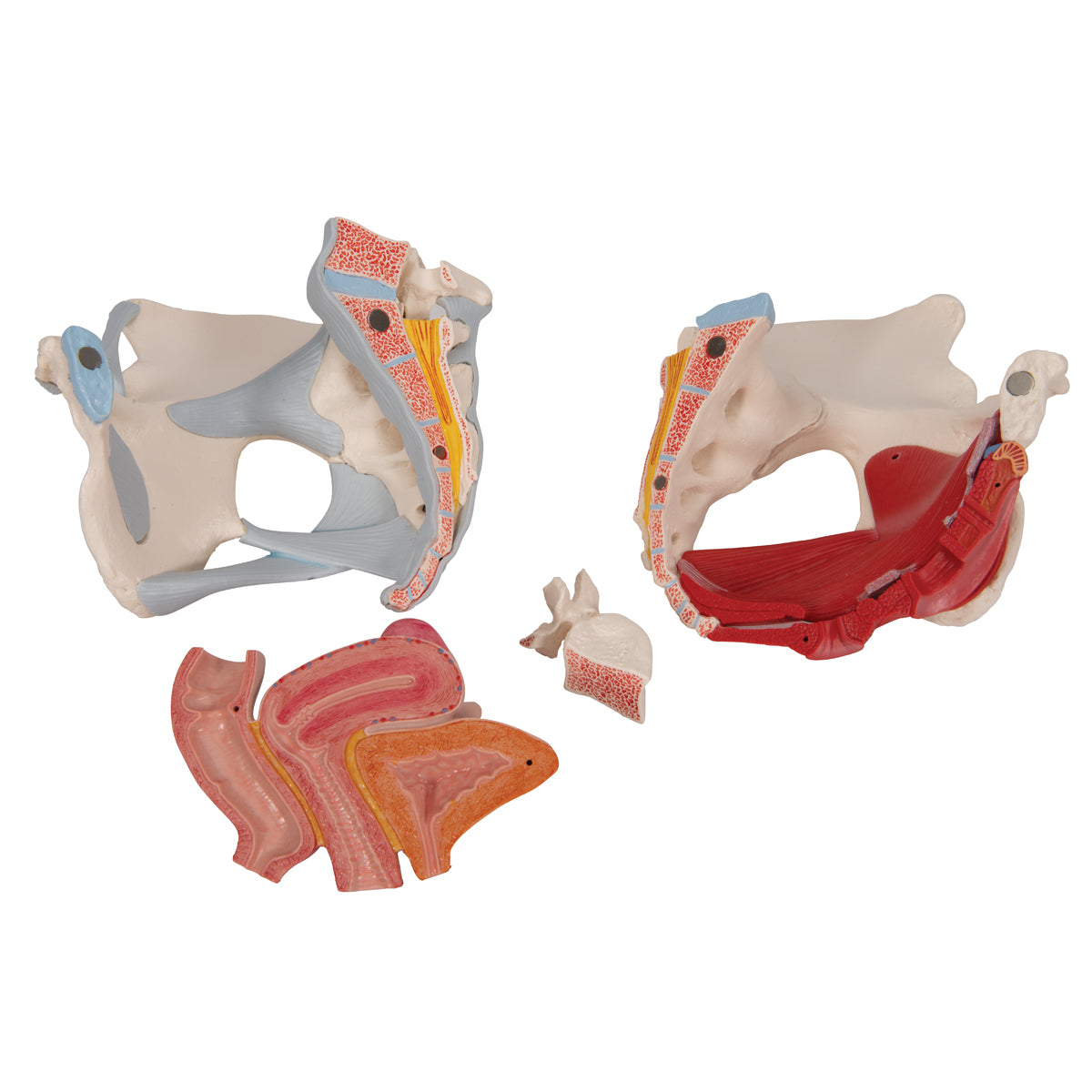 Female Pelvis Skeleton Model with Ligaments, Muscles & Organs, 4 part